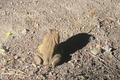 frog
